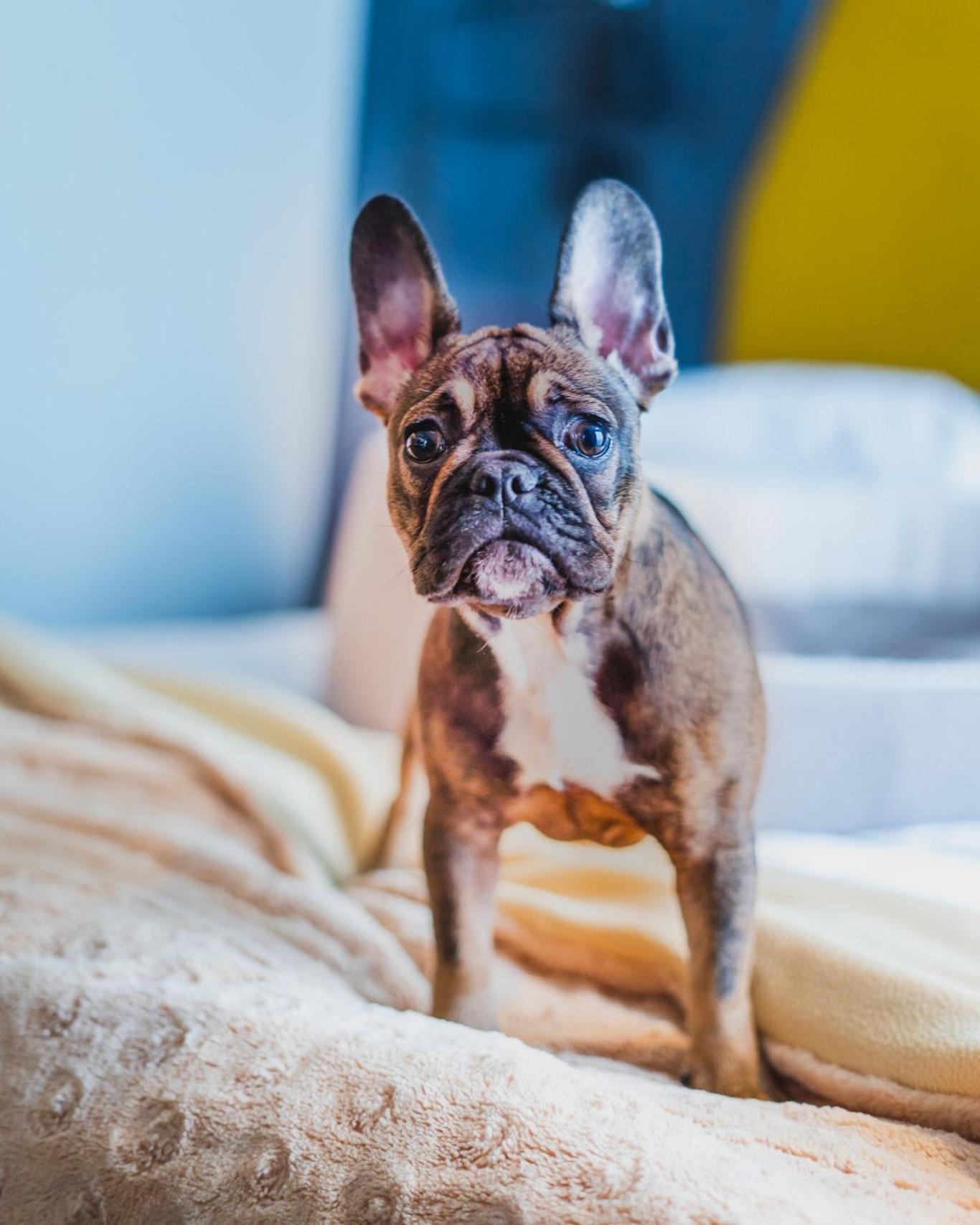 Hotel Bristol Tradition And Luxury Жешов Екстериор снимка French Bulldog